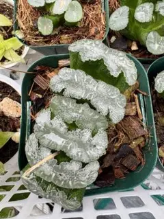 26d ハオルチア　多肉植物　大縄帝玉扇錦　自家繁殖 26d ハオルチア 多肉植物 大縄帝玉扇錦 自家繁殖