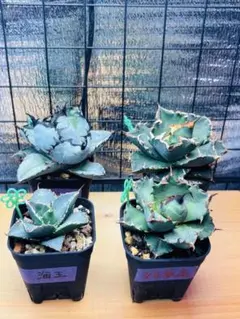 2025年最新】agave titanotaの人気アイテム - メルカリ