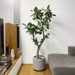 観葉植物 ザミア フルフラセア 10号 特大 - メルカリ