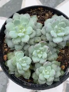 14＊多肉植物＊エケベリア＊クリッシーNライアン＊写真の現物