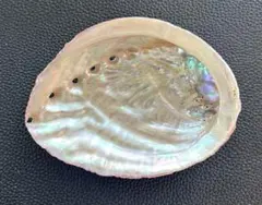 伊勢志摩産 アワビ貝殻 天然あわび 磨き アバロンシェル No45