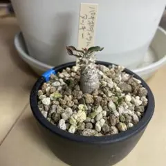 2026年最新】パキポディウム タッキーの人気アイテム - メルカリ