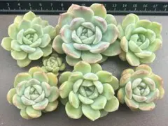 マッコス 多肉植物 カット苗 6カット - メルカリ