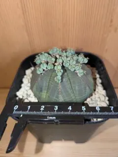 2026年最新】オベサ 木質化の人気アイテム - メルカリ