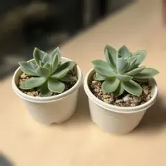 けいかな様 リクエスト 3点 まとめ商品