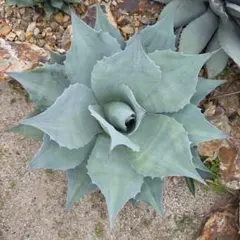 22 アガベ吹上 (agave stricta)美株 - メルカリ