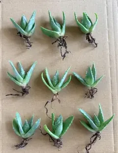 2026年最新】アロエ ピランシーの人気アイテム - メルカリ