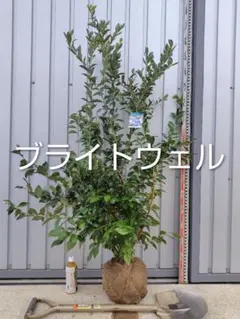 2025年最新】ブルーベリー苗木 ブライトウェルの人気アイテム - メルカリ