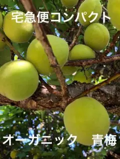 青梅 宅急便コンパクトのサムネイル