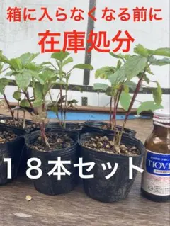 小麦様 リクエスト 2点 まとめ商品