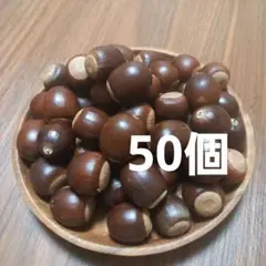 くぬぎどんぐり