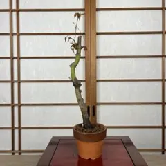 紅葉(もみじ)】 
