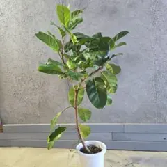 2026年最新】アフリカンプリンスの人気アイテム - メルカリ