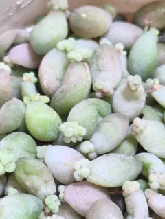 ゆりりん様 リクエスト 2点 まとめ商品