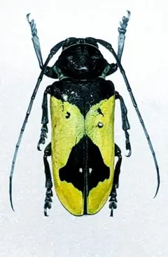アルミラトゥス カミキリ標本 アルミラトゥス カミキリ標本 アルミラトゥス カミキリ標本