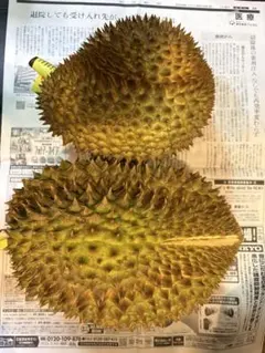 タイ産火山ドリアン 樹熟 大玉1玉【7/15通関 7/16から発送】 - メルカリ