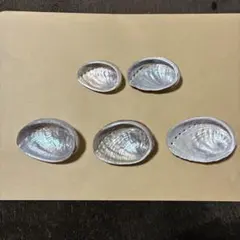 【705】アワビ　鮑　貝殻　シルバー　銀色　セット　きらきら　光沢