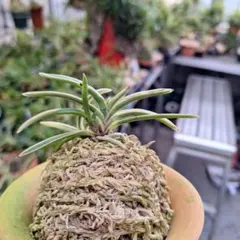 【♪余剰苗特売市♪】富貴蘭　緑の地球 ♪余剰苗特売市♪】富貴蘭 緑の地球 - メルカリ