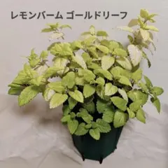 レモンリーフの種×100個（サラールベリー、種子、コノハムシやナナフシの餌) レモンリーフの種×40個（サラールベリー、種子、コノハムシやナナフシ