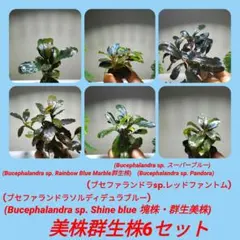 2026年最新】ブセファランドラ レインボーの人気アイテム - メルカリ