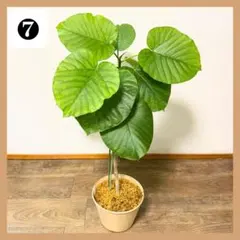 【直接お渡し限定】ウンベラータ 約70cm 稲城長沼駅周辺 観葉植物 ⑦のサムネイル
