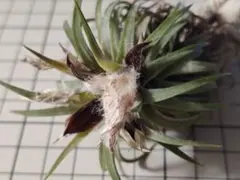 Tillandsia ionantha ron ex. RFI 自家産種子5粒