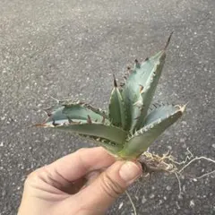 2026年最新】レッドキャットウィーズルの人気アイテム - メルカリ