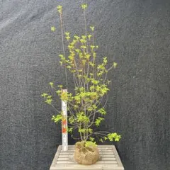 ベニドウダンツツジ 紅灯台躑躅 【品番3617】 - メルカリ