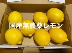 ☆リピート続出☆農薬不使用 国産 家庭菜園 レモン
