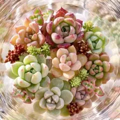 d1つぶつぶ多肉植物　寄せ植えセット　カット苗　詰め合わせ