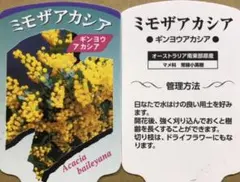 銀葉 ミモザアカシア 苗木
