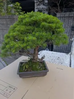 引き取り限定】黒松の盆栽 中型 根元に石付き - メルカリ