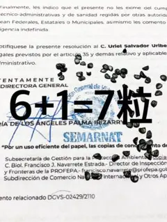 6+1=7粒【ムチプリ】アガベ オテロイ オアハカ 種 ルイス＋"BRIDGE"のサムネイル