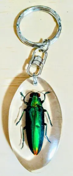 2026年最新】タマムシ 標本の人気アイテム - メルカリ