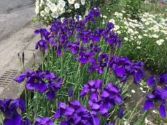 あやめ苗 白 10芽 ネコポス - メルカリ