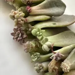 2025年最新】多肉植物 葉挿しの人気アイテム - メルカリ