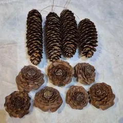 松ぼっくり　ドイツトウヒ、シダーローズのセット