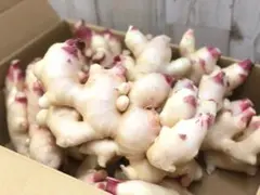 和歌山県　新生姜1kgのサムネイル