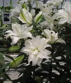 Xinyo様 リクエスト 4点 まとめ商品