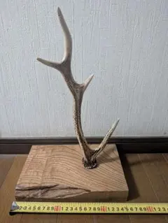 鹿の角 台座付き インテリア 置物 - メルカリ