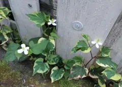 おじゅんさん様 リクエスト 2点 まとめ商品