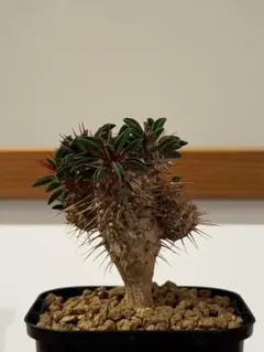 ユーフォルビアギラウミニアナ④のサムネイル