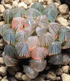 多肉植物 ハオルチア OB-1オブツーサ錦 鮮明錦 極上斑 - メルカリ
