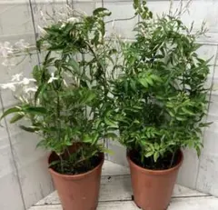 はなうらら様 リクエスト 2点 まとめ商品