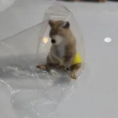 どうぶつサウナ　柴犬