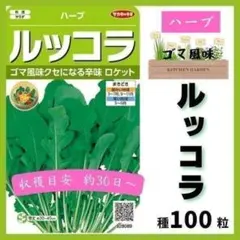 【野菜の種】クセになるゴマ風味「ルッコラ」種１００粒～収穫約３０日　ハーブの種