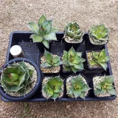 2025年最新】アガベ 子株 セットの人気アイテム - メルカリ