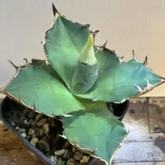 Kng様専用 【リピート割】A2726【鉢植え発送】アガベ チタノタ 白犀牛