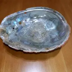 天然 鮑貝 アワビ 置物 インテリア オブジェ特大