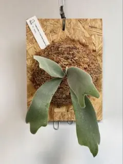 うににん様 リクエスト 2点 まとめ商品